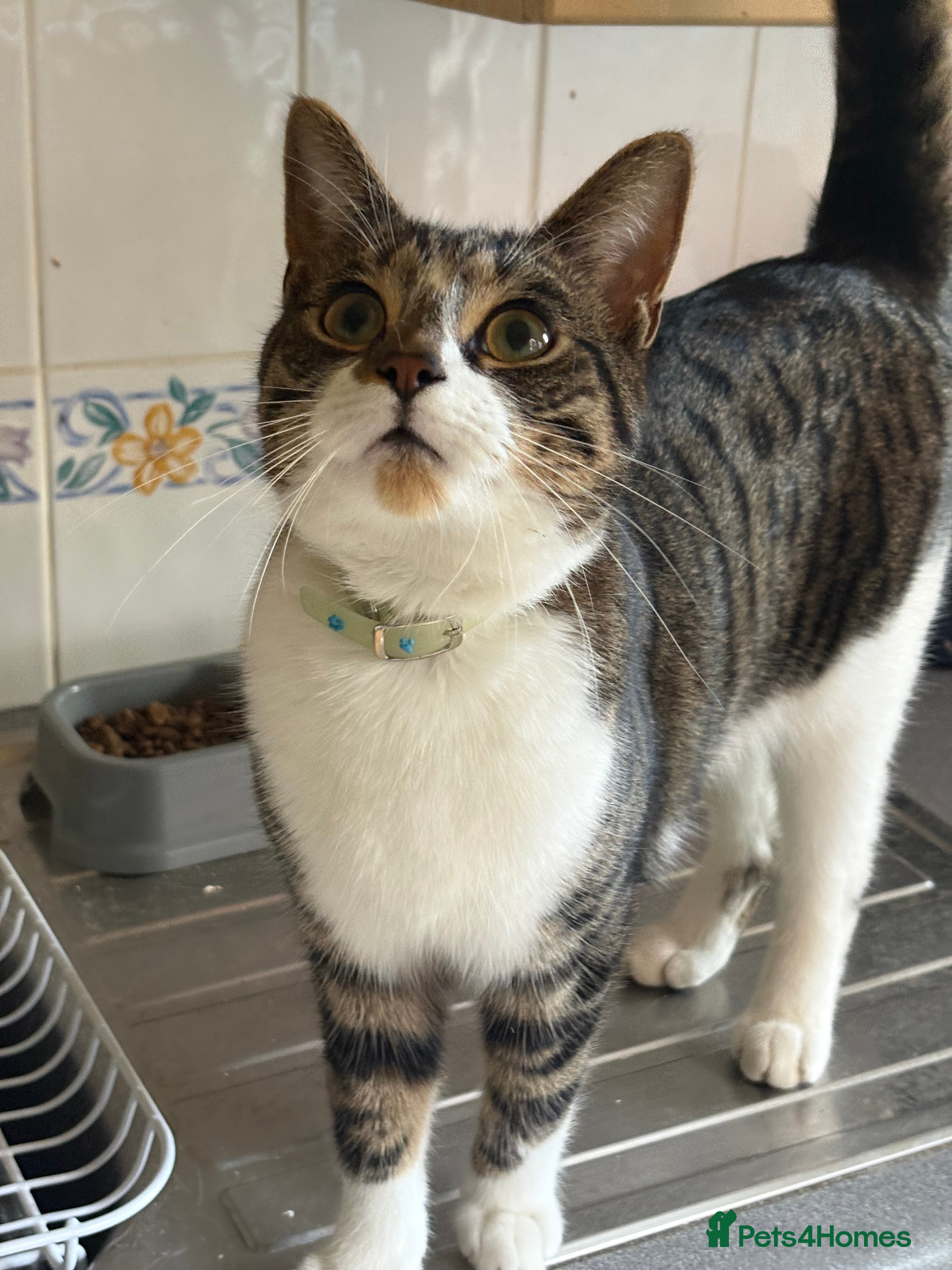 British Shorthair cats Tabby -Male looking for new home. - Advert 1