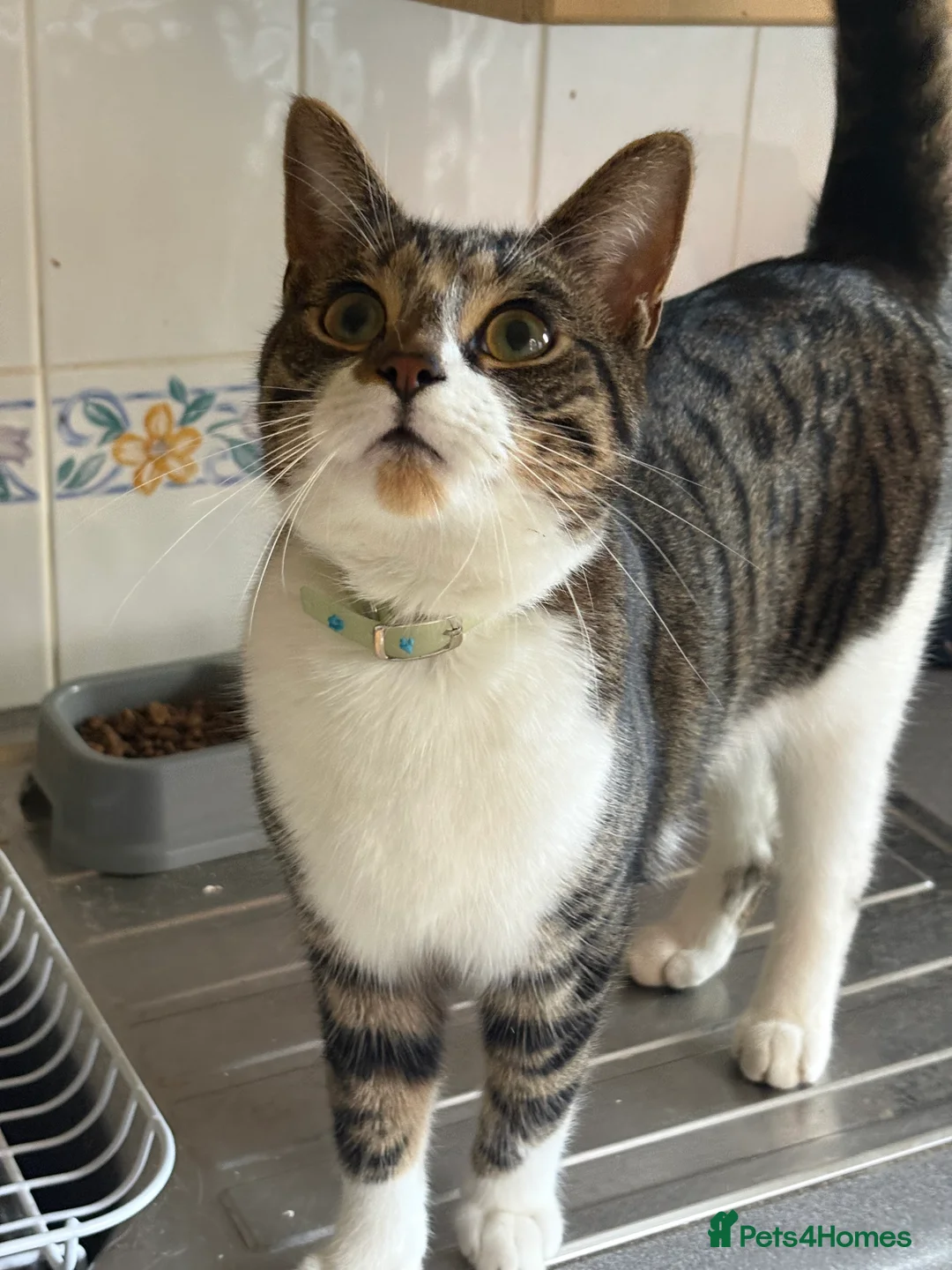 British Shorthair cats for sale: Tabby -Male looking for new home. - Advert 1