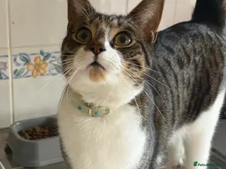 British Shorthair cats Tabby -Male looking for new home. - Advert 1