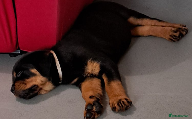 Rottweiler dogs - Advert 2