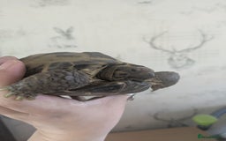 Tortoise reptiles for sale: Horsfield Tortoise 5yrs old male  - Image 1