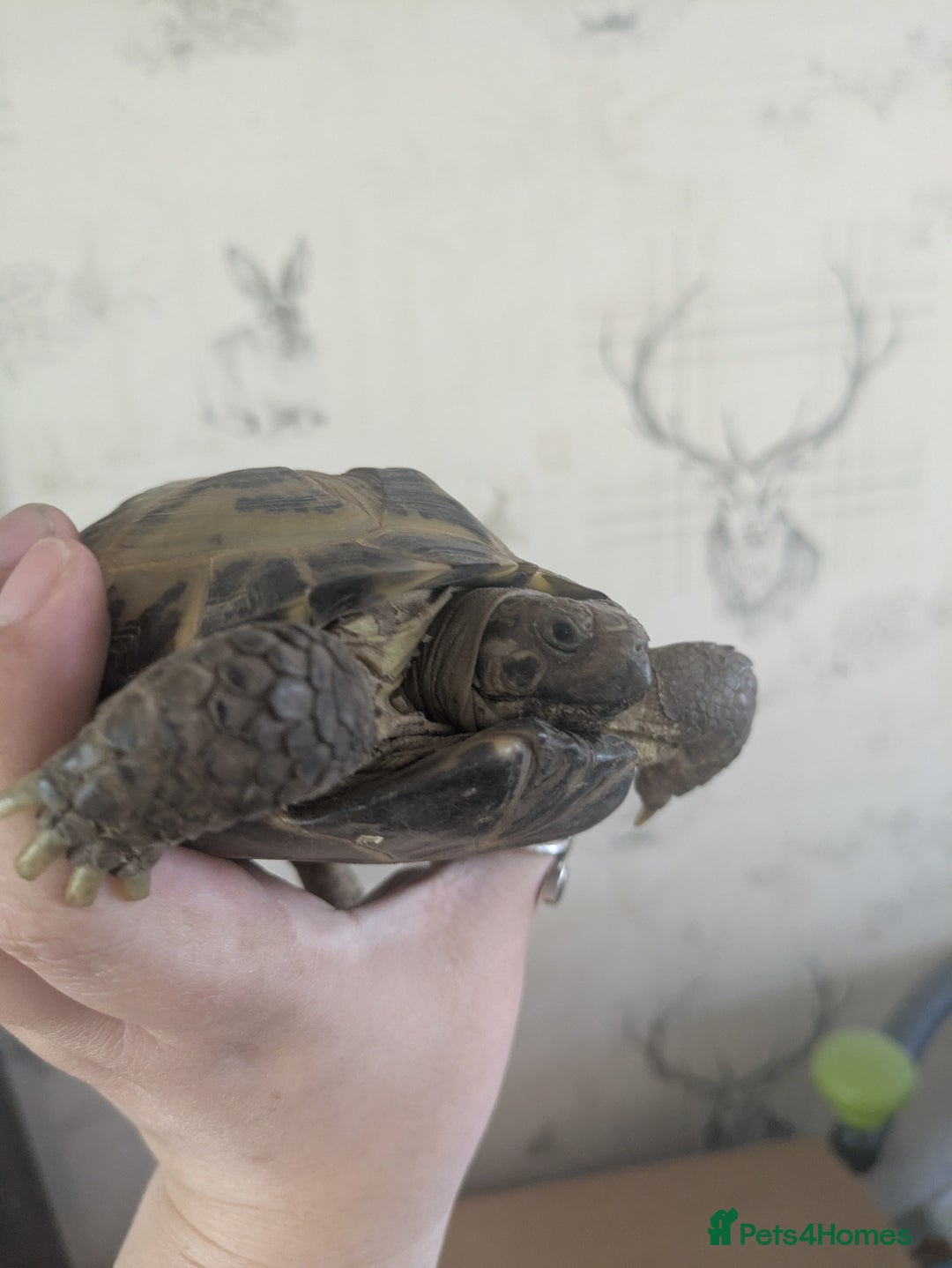Tortoise reptiles for sale: Horsfield Tortoise 5yrs old male  - Image 1