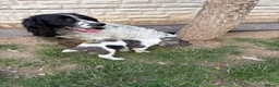 Sprocker dogs for sale: Sprocker puppies  - Advert 2