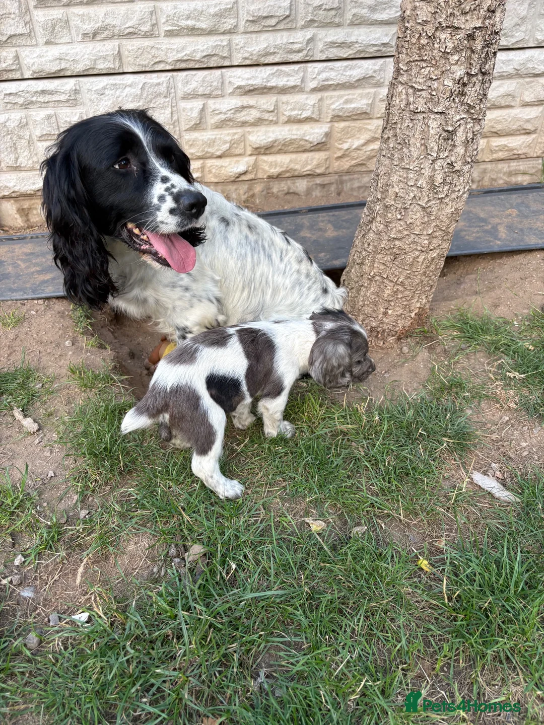 Sprocker dogs for sale: Sprocker puppies  - Advert 2