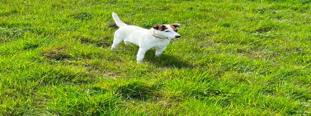 Tilly