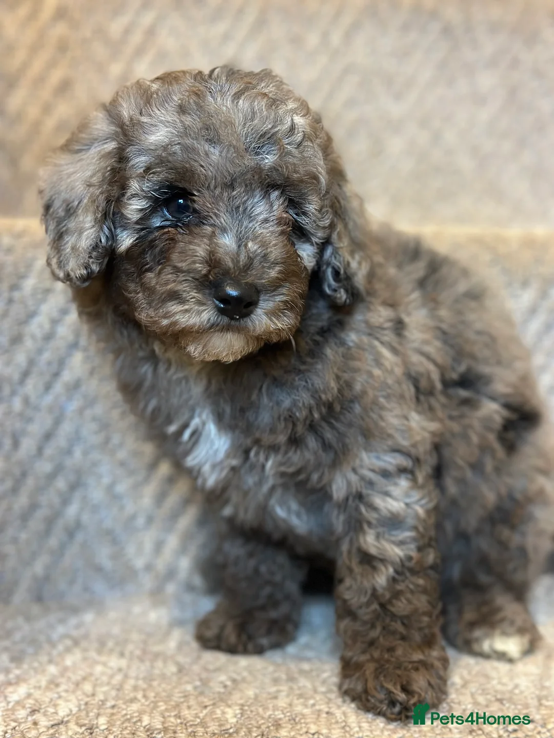Poochon dogs for sale: Poochon pups 🩷🩵 - Advert 6
