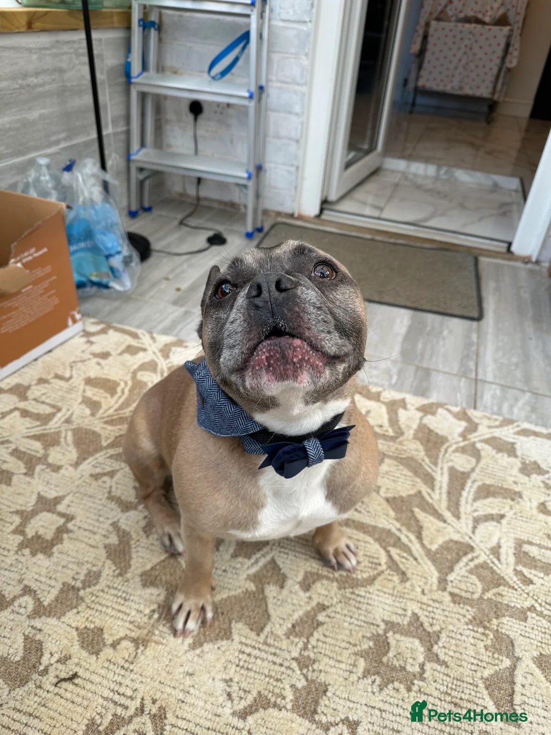 French Bulldog dogs for sale: Forever home for Gorgeous French Bulldog - Advert 1