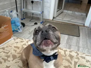French Bulldog dogs Forever home for Gorgeous French Bulldog - Advert 1