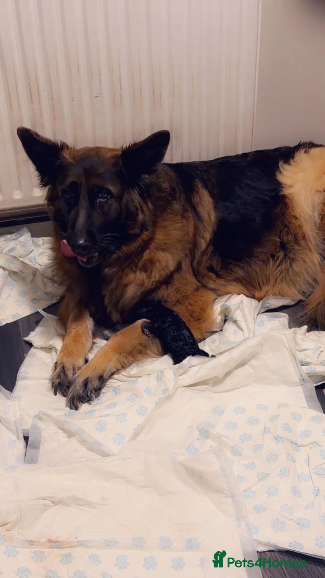 German Shepherd dogs for sale: Long hair Czech/Polish German Sherpard - Advert 1