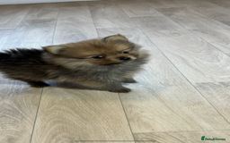 Pomeranian dogs for sale: Pomeranian. Full breed miniature puppies  - Image 9