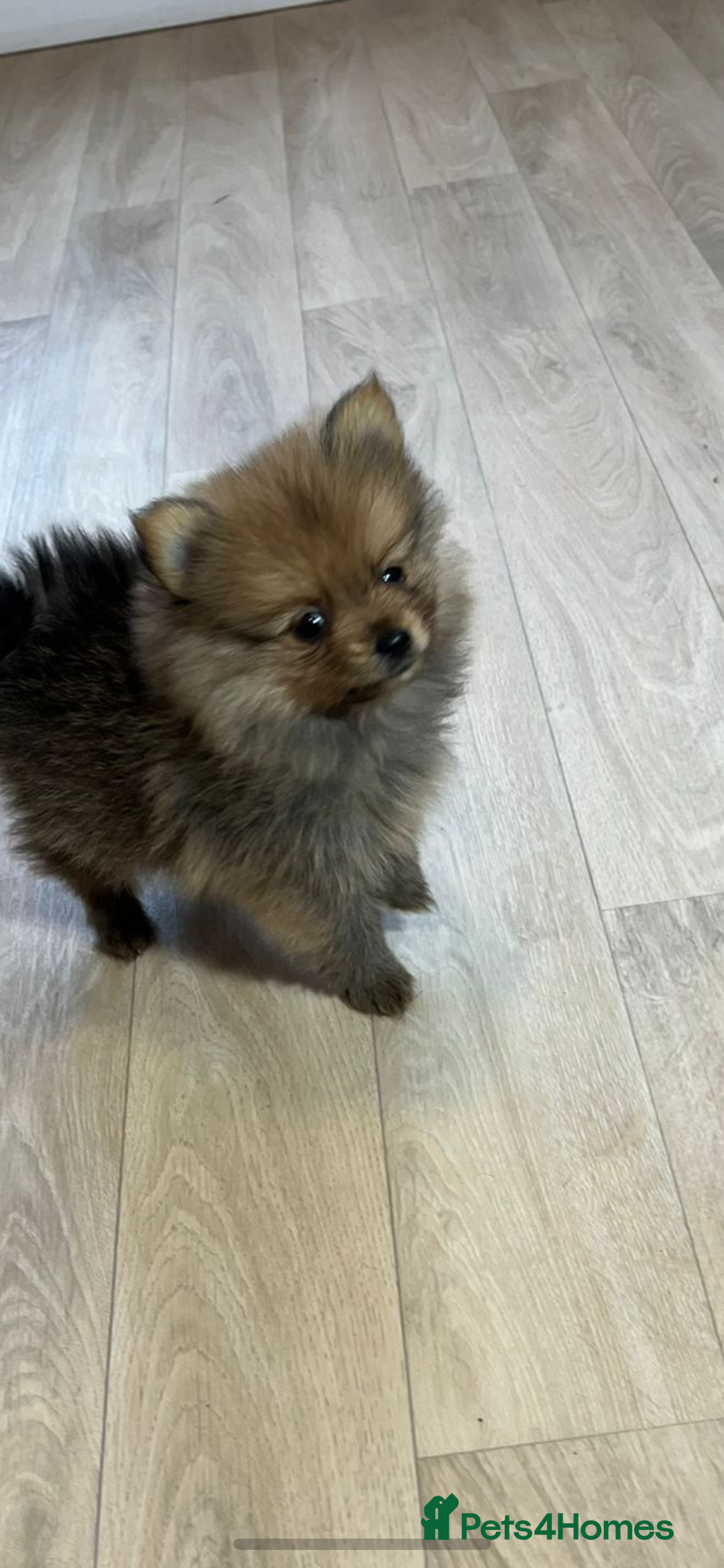 Pomeranian dogs for sale: Pomeranian. Full breed miniature puppies  - Image 9