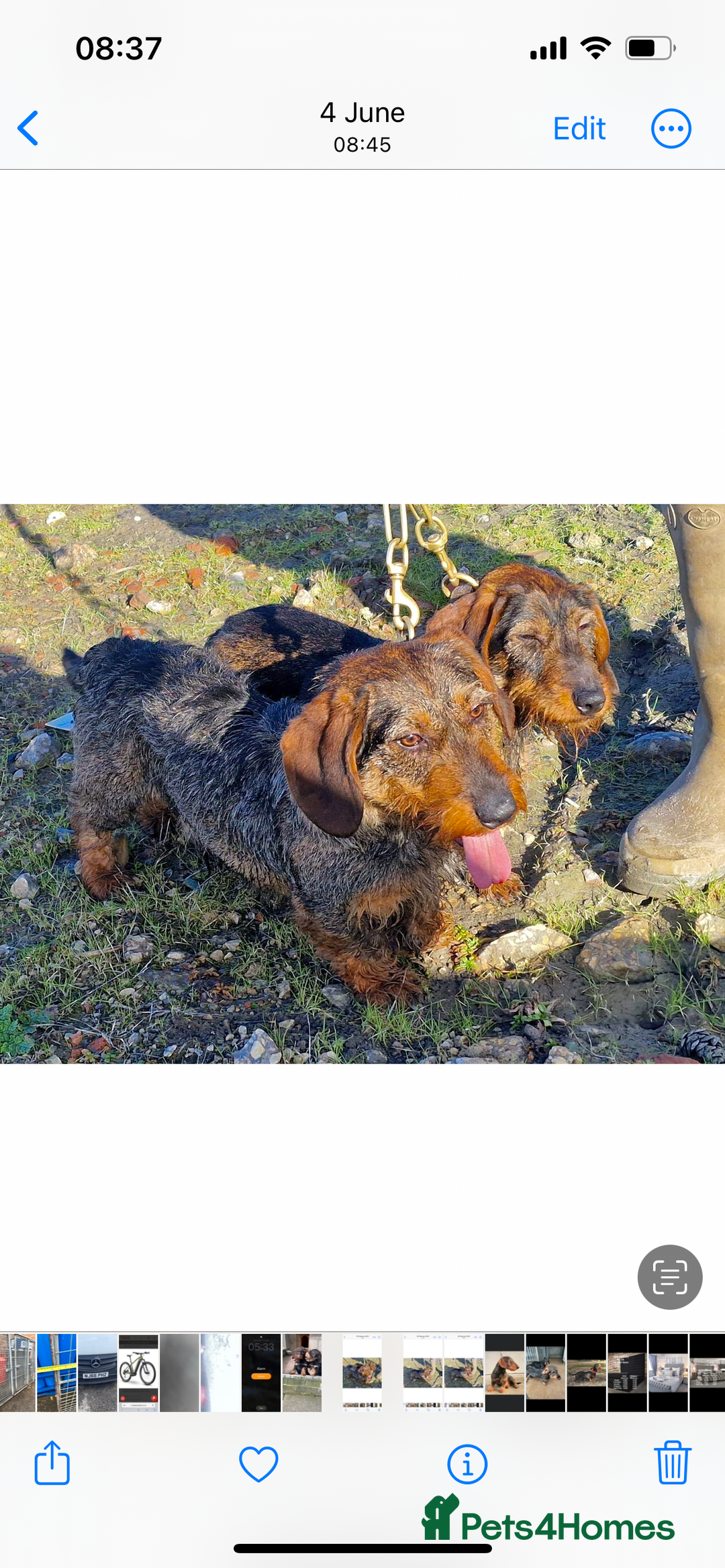 Dachshund dogs for stud: Teckel studs - Image 2