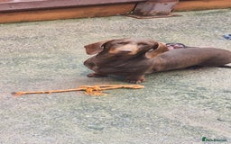 Miniature Dachshund dogs for sale: PRA CLEAR MINIATURE DACHSHUND MALE - Image 6