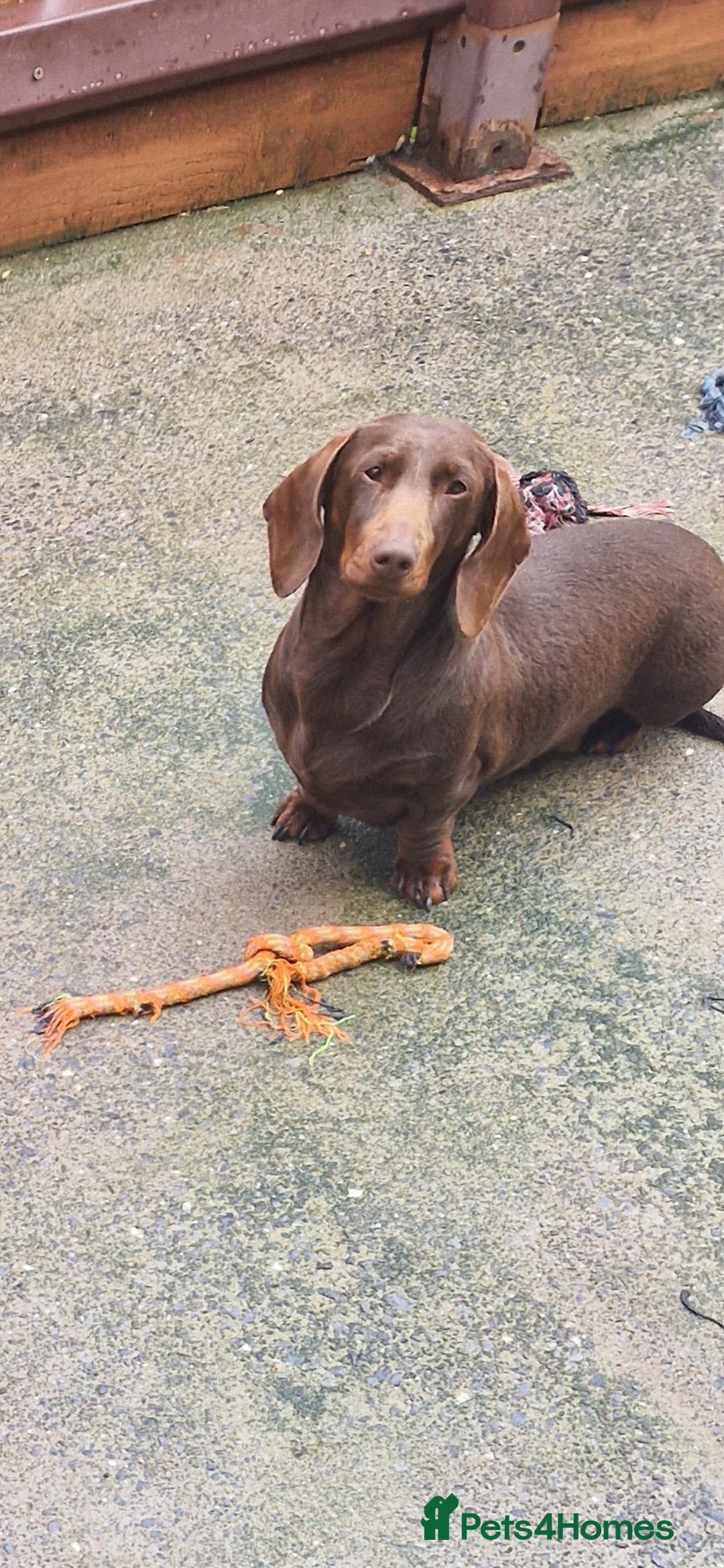 Miniature Dachshund dogs for sale: PRA CLEAR MINIATURE DACHSHUND MALE - Image 6