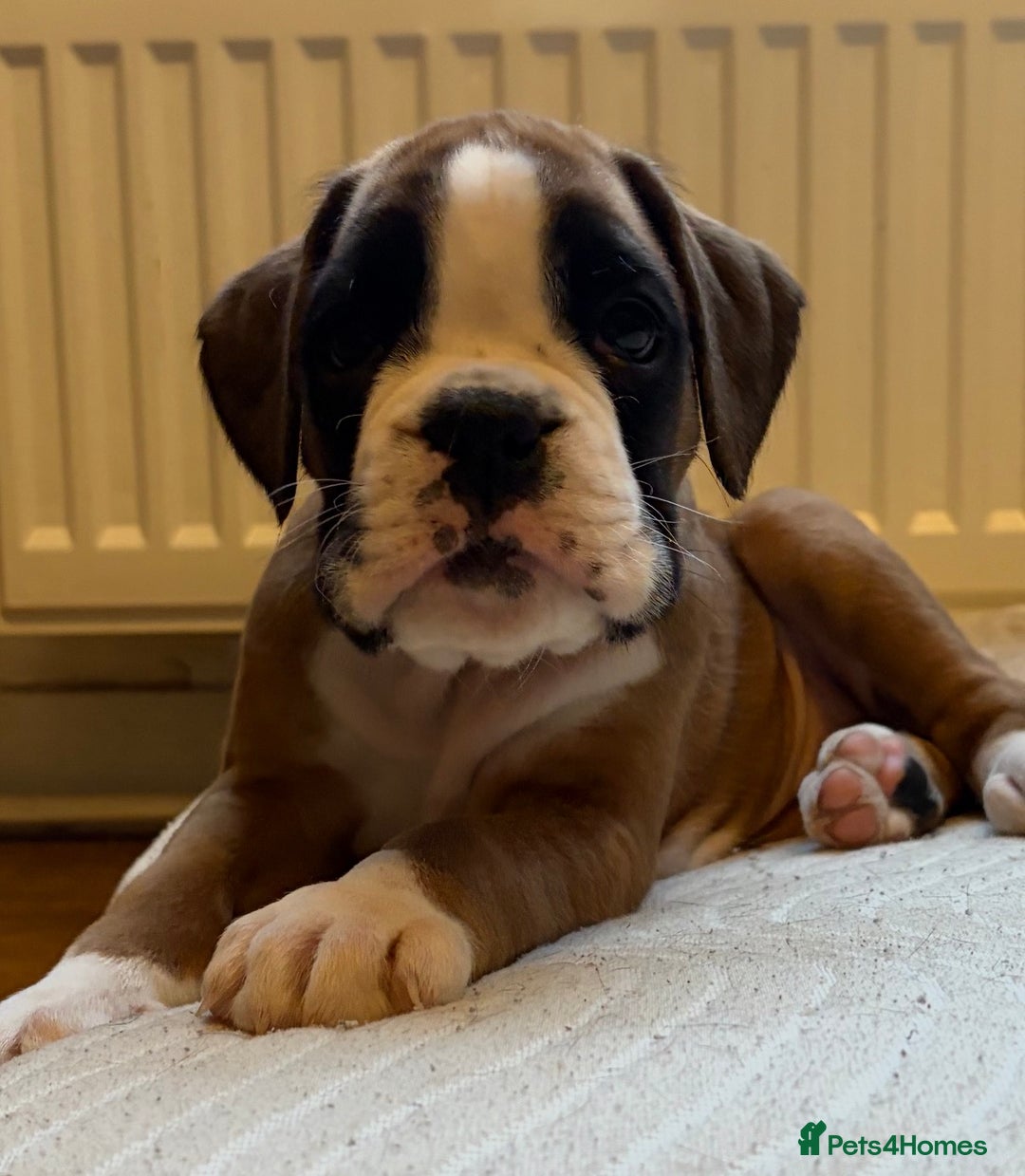 Boxer dogs for sale:  ⭐️ Fully health checked KC registered ⭐️ - Advert 9