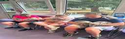Weimaraner dogs for sale: Ready to go Weimaraner puppies KC registered - Advert 21