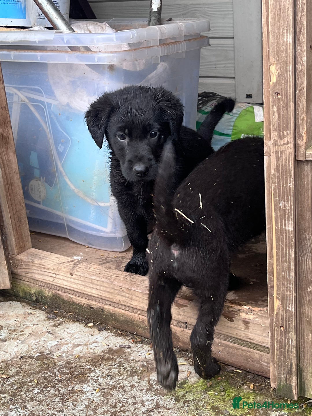 Labrador Retriever dogs for sale: Last incredible little girl  - Advert 22