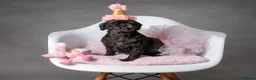 Mixed Breed dogs for sale: Imperial Shihtzu X Chihuahua Puppies  in Grays - Advert 9