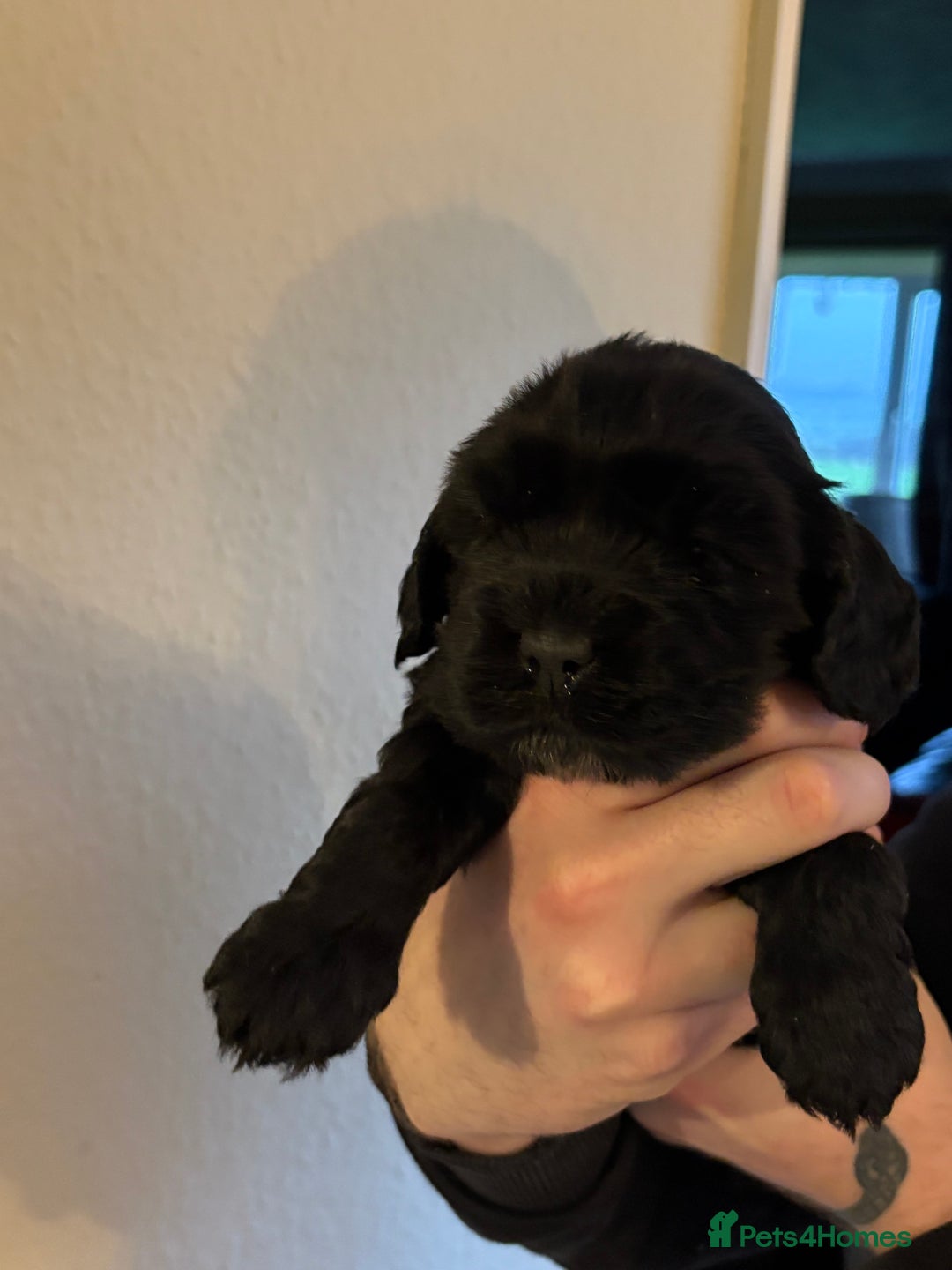 Cockapoo dogs for sale: Gorgeous Cockapoo Puppies - Advert 4