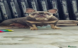 French Bulldog dogs for sale: French bulldog lilac/blue fawn  - Image 24