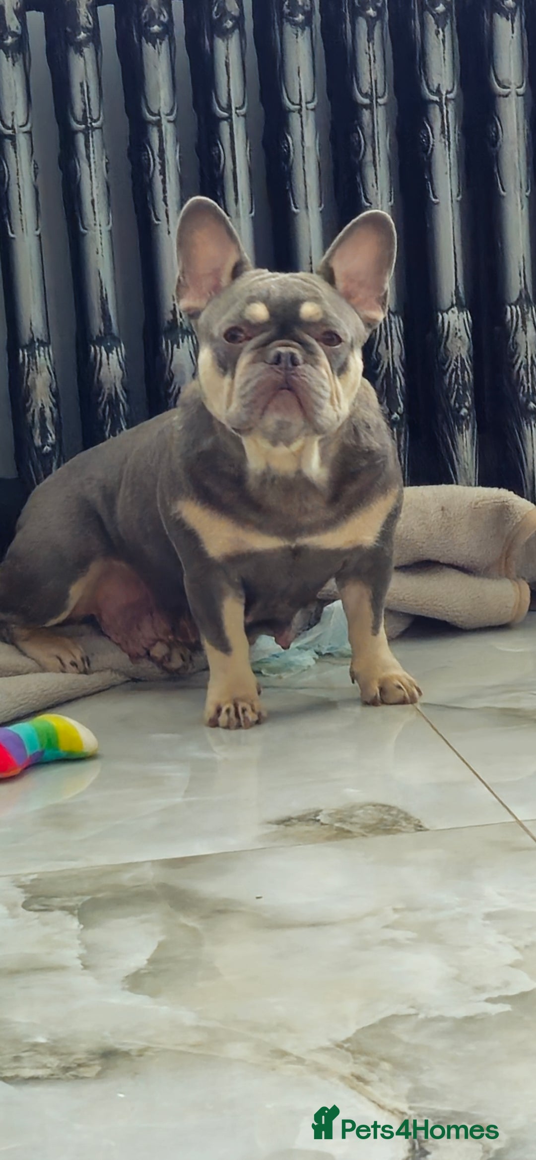 French Bulldog dogs for sale: French bulldog lilac/blue fawn  - Image 24