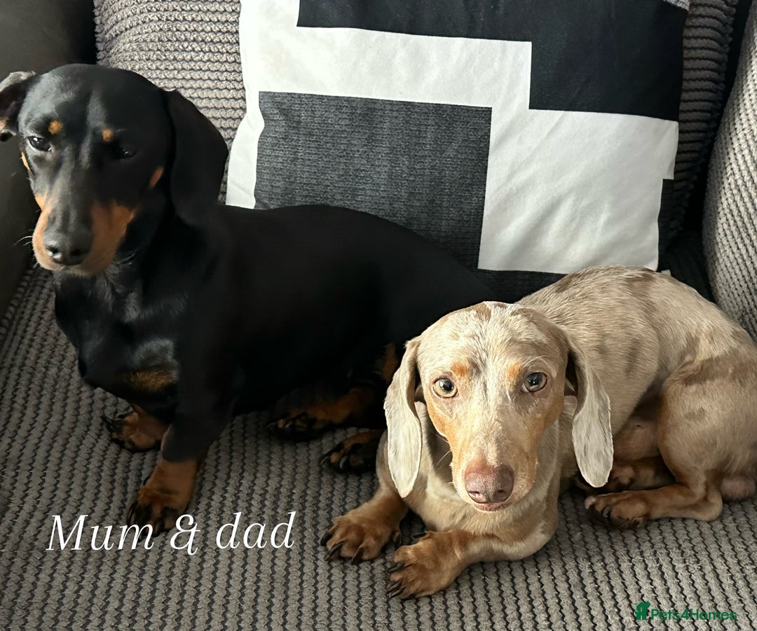 Miniature Dachshund dogs for sale: KC Miniature Dachshunds  - Image 7