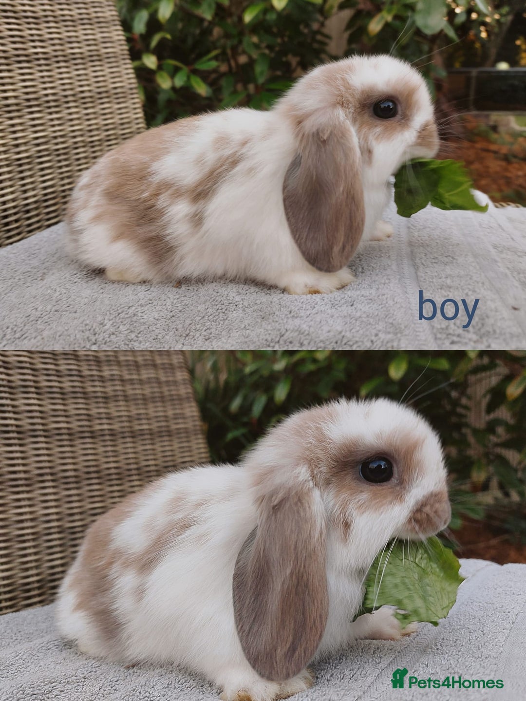 Mini Lop rabbits for sale: Gorgeous mini lop babies, £90, ready from 13/10/25 - Image 6