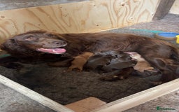 Cocker Spaniel dogs for sale: KC Cocker spaniel puppies  - Image 2