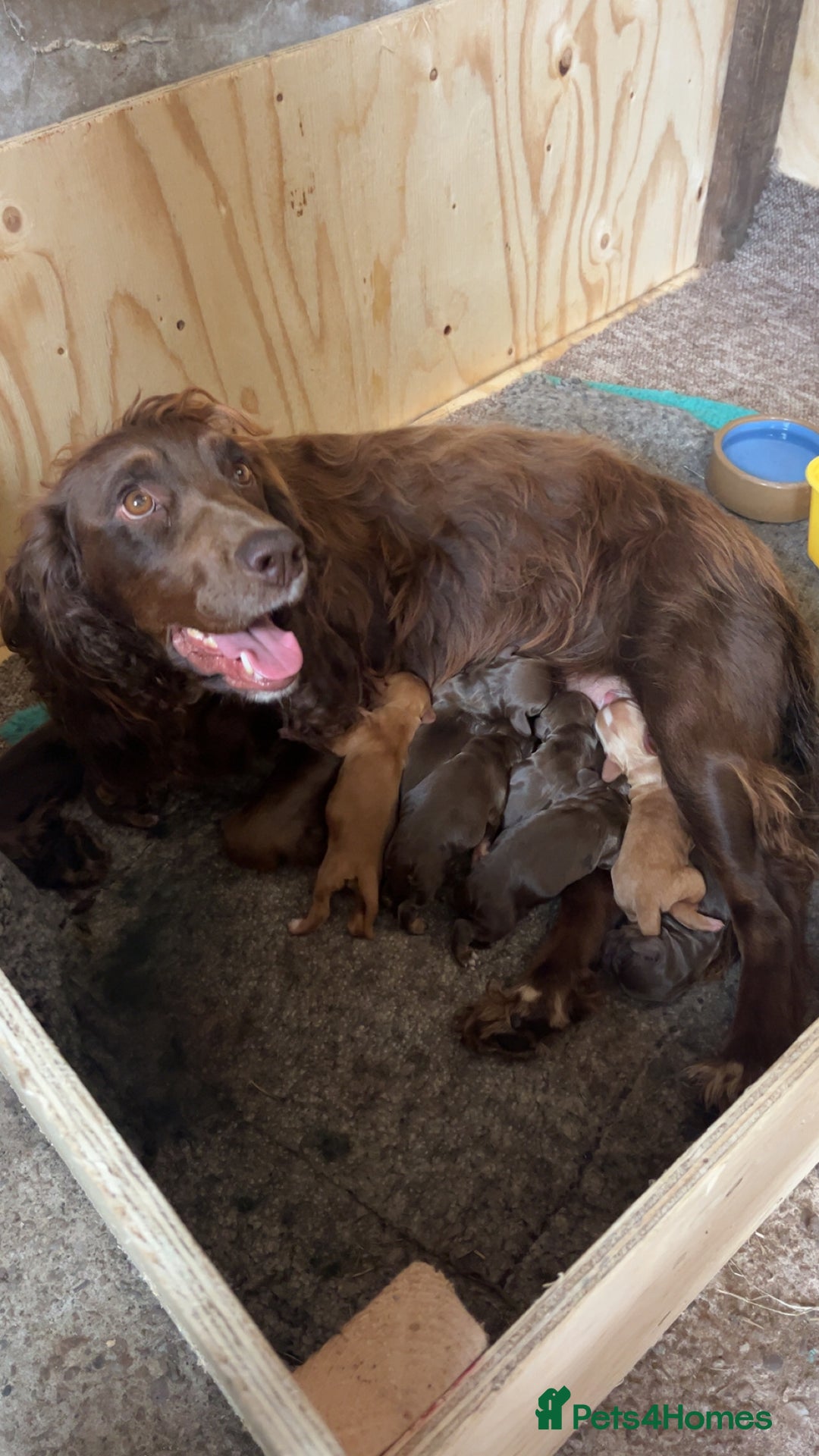 Cocker Spaniel dogs for sale: KC Cocker spaniel puppies  - Image 2