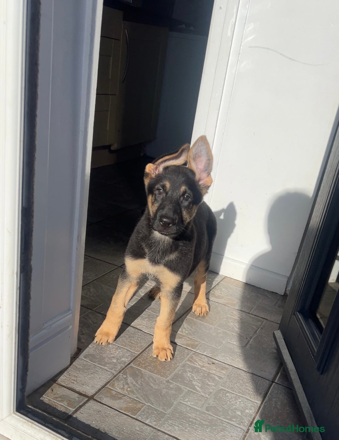 German Shepherd dogs for sale: German Shepherd Puppies  - Image 2