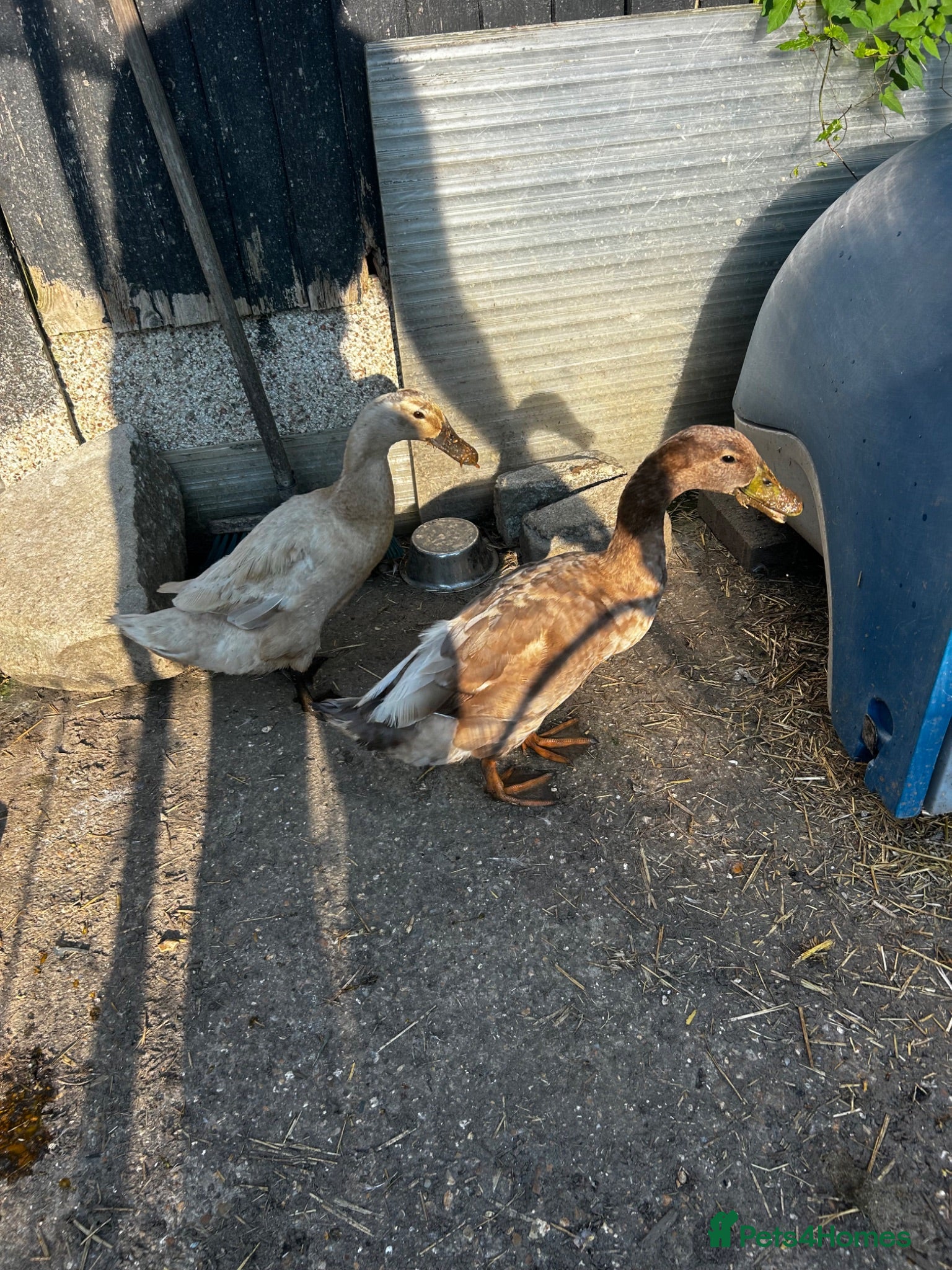 Ducks poultry Two runner ducks  - Advert 12