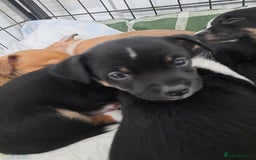 Jack Russell dogs for sale: Mini jack russells  - Image 17