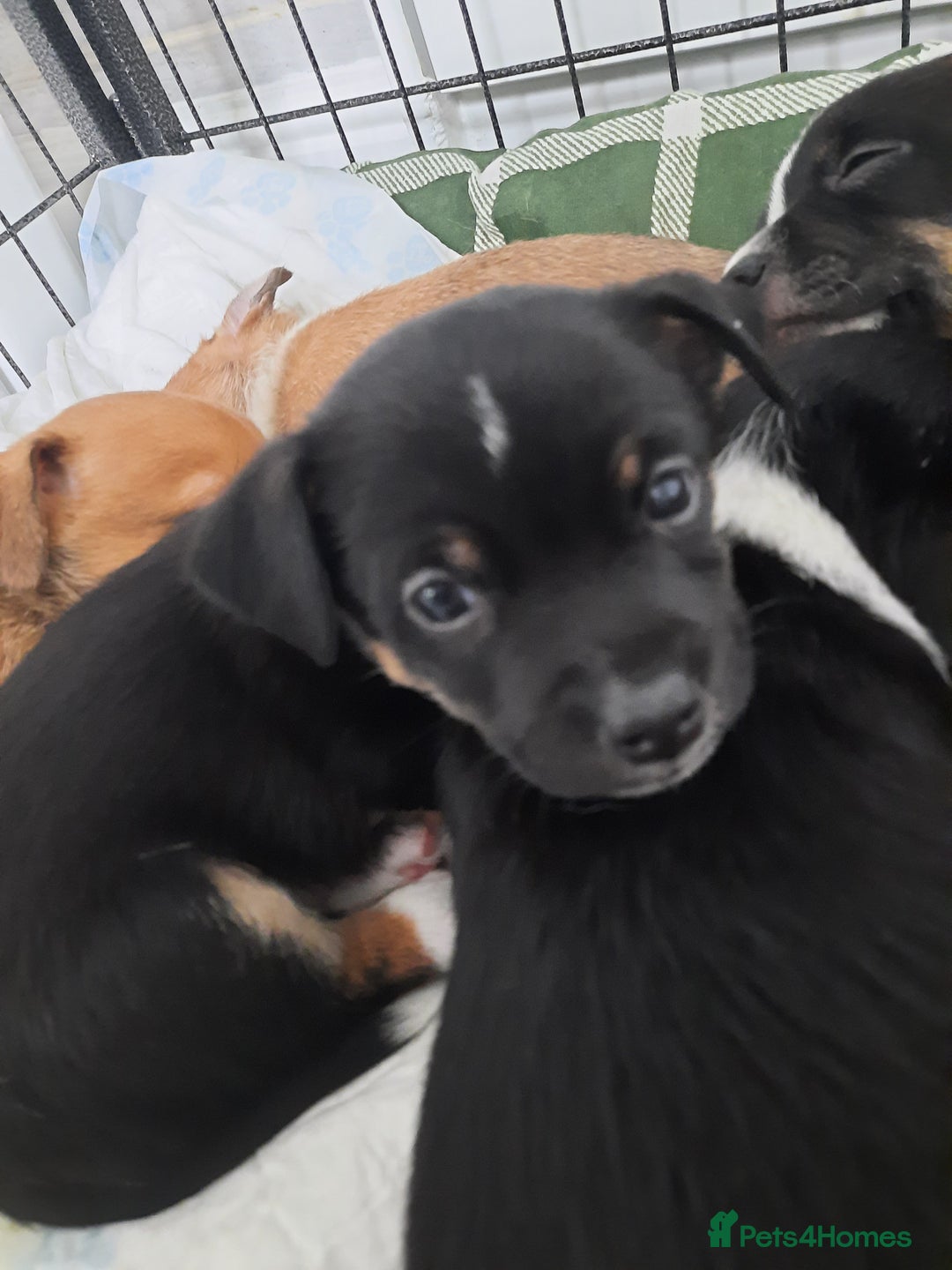 Jack Russell dogs for sale: Mini jack russells  - Image 17