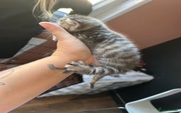 Mixed Breed cats for sale: Part Siamese kittens for sale - Image 15