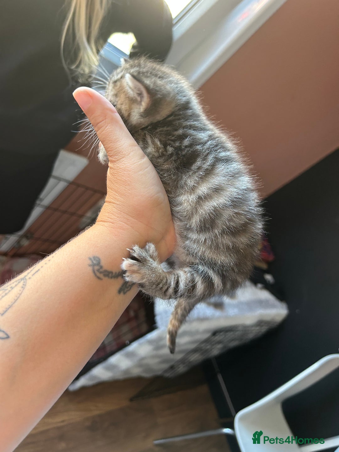 Mixed Breed cats for sale: Part Siamese kittens for sale - Image 15