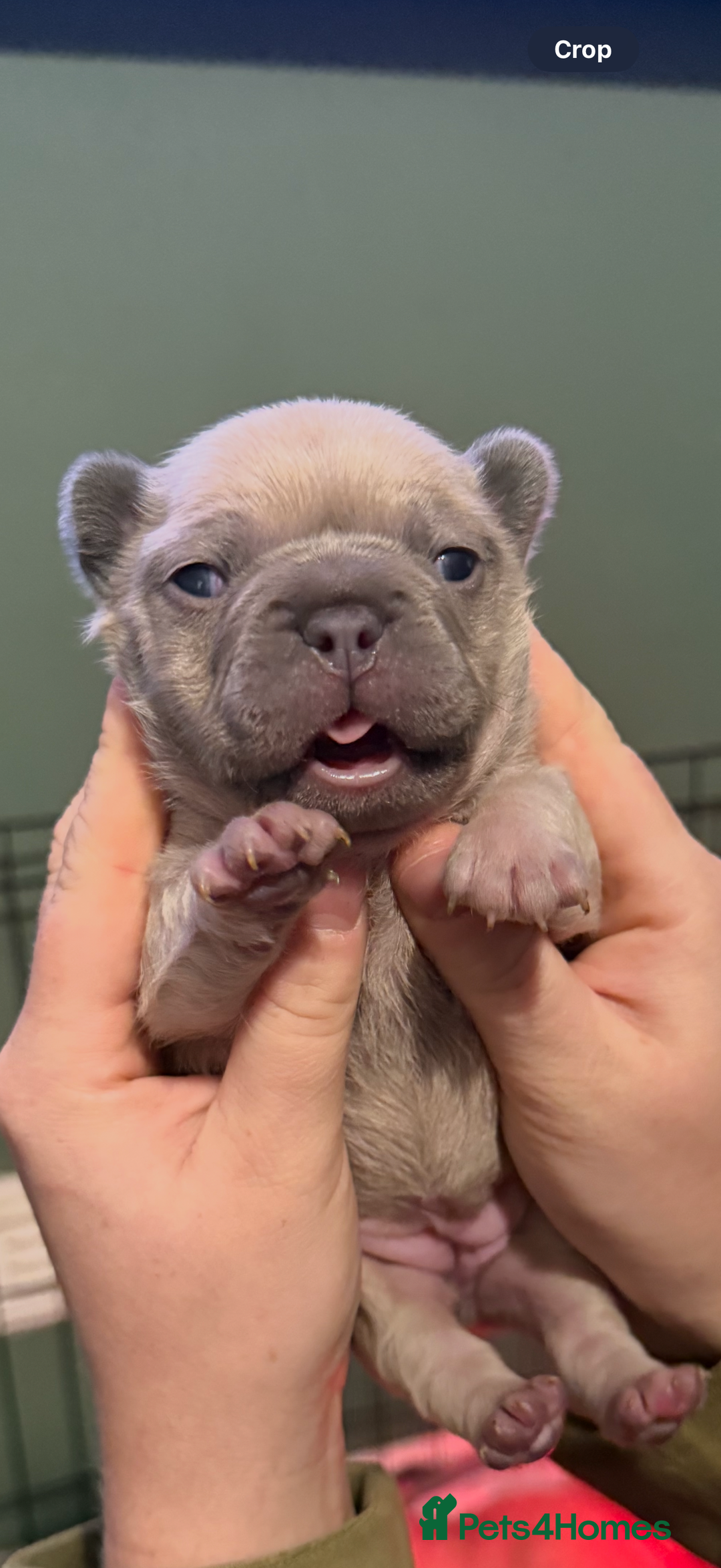 French Bulldog dogs for sale: French bull dog puppy’s  - Advert 8