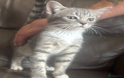 Mixed Breed cats for sale: Maincoon x Scottish fold  - Image 15