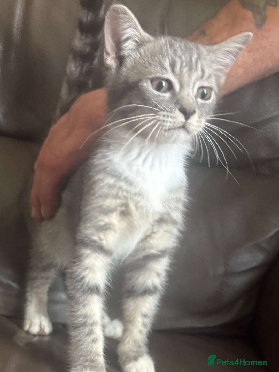 Mixed Breed cats for sale: Maincoon x Scottish fold  - Image 15