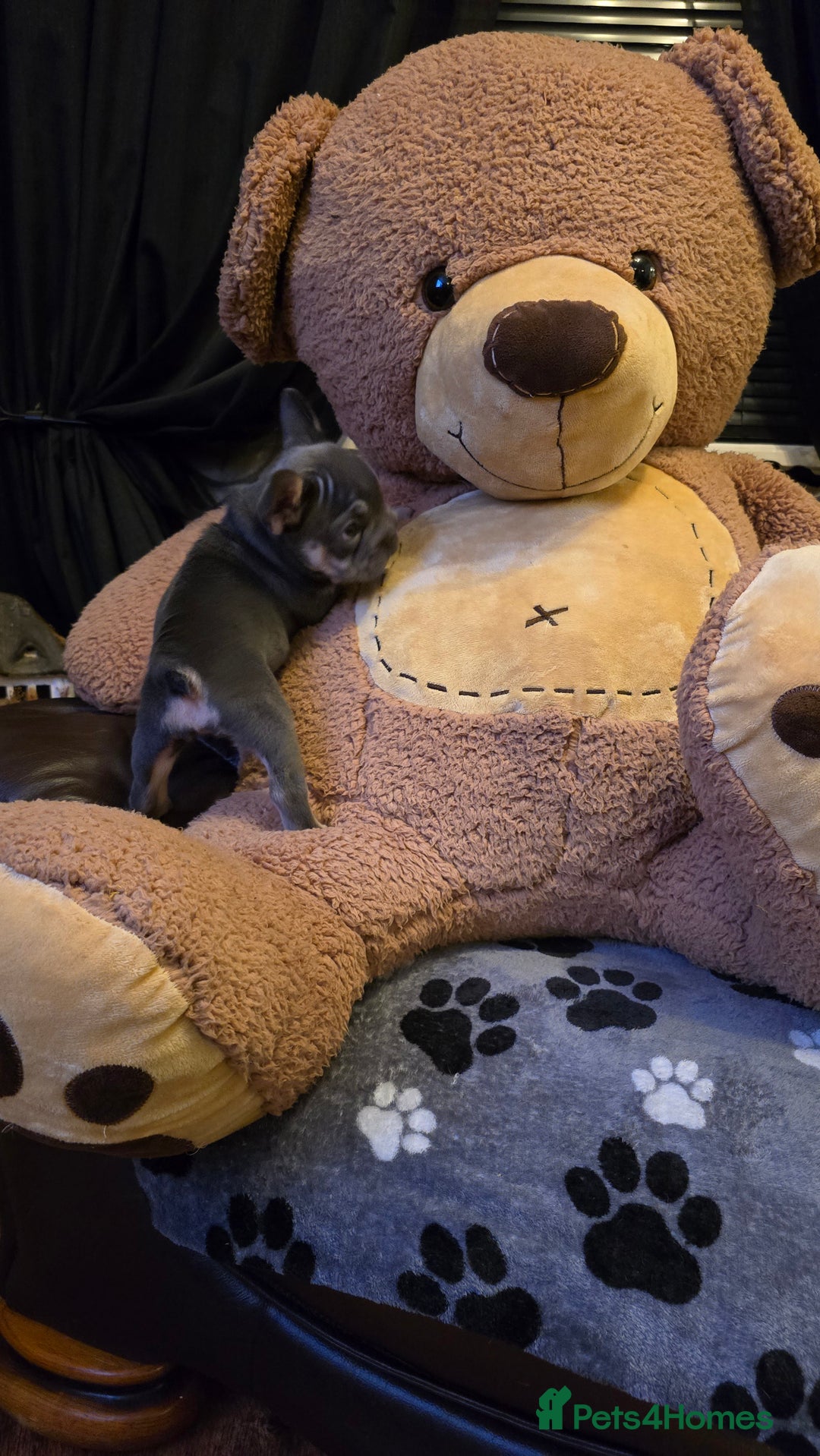 French Bulldog dogs for sale: FRENCH BULLDOG ** - Image 9