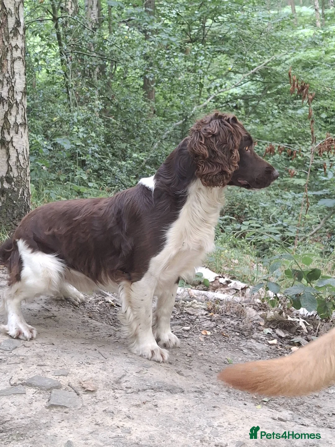 English Springer Spaniel dogs for stud: Salrowbra Gundogs at Stud in Ossett - Advert 2