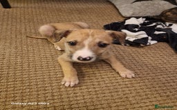 Lurcher dogs for sale: Lurcher poppies  - Image 4