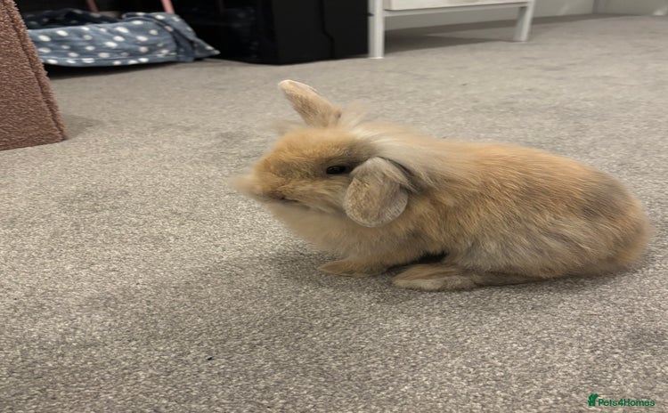 Mini Lop rabbits 13 week old male lop for sale - Advert 1