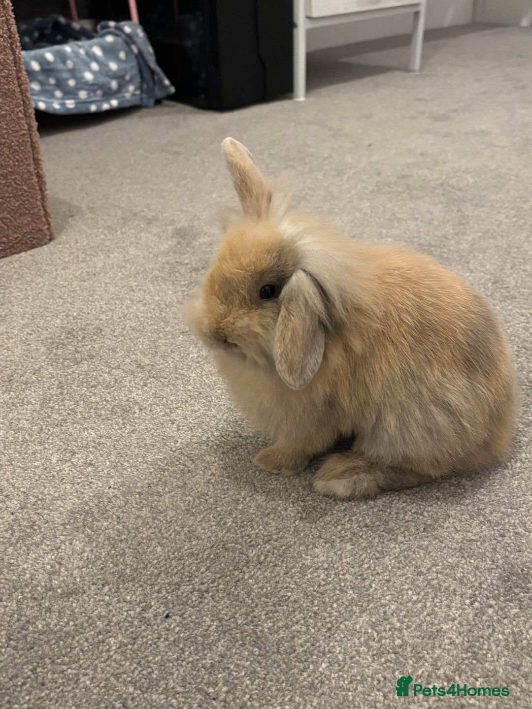Mini Lop rabbits for sale: 13 week old male lop for sale - Advert 1