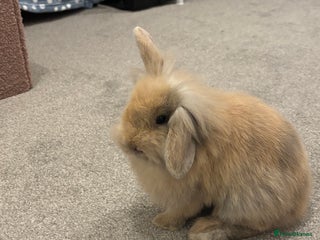 Mini Lop rabbits 13 week old male lop for sale - Advert 1