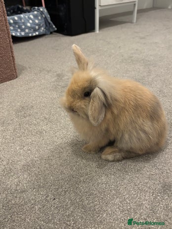 Mini Lop rabbits 13 week old male lop for sale - Advert 1