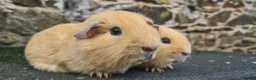 Guinea Pig rodents for sale: Pair of half brothers - Advert 4