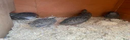 Quail poultry for sale: Mixed Coturnix Quails  in Bradford - Advert 7
