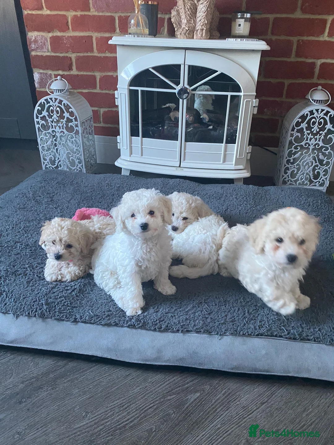 Bichon Frise dogs for stud: Dog for stud  pedigree bichon frise great dog in Newton Stewart - Advert 8