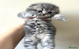 Scottish Fold cats for sale: Pure breed SCOTTISH FOLD - Image 32