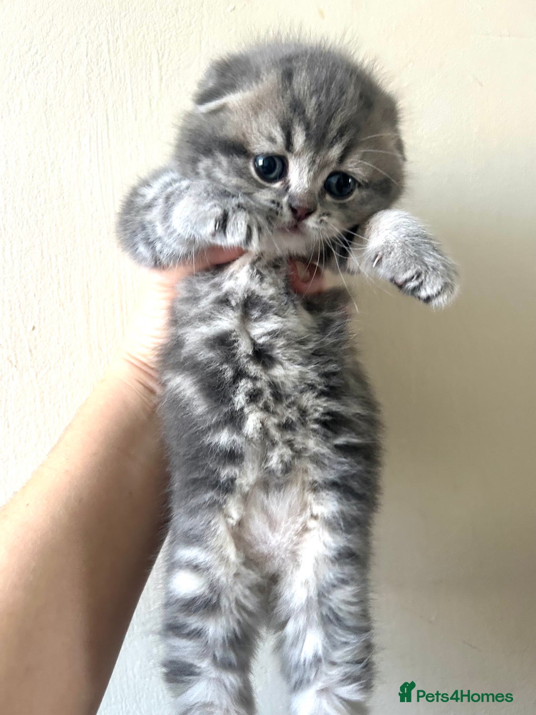 Scottish Fold cats for sale: Pure breed SCOTTISH FOLD - Image 32